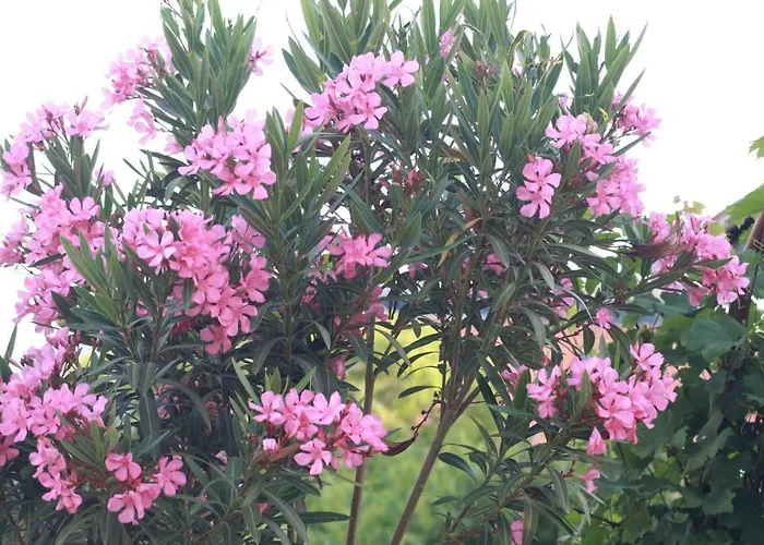 Appartamento Vahovec *