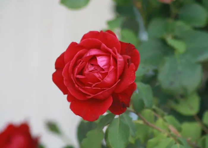 Vahovec Appartamento *